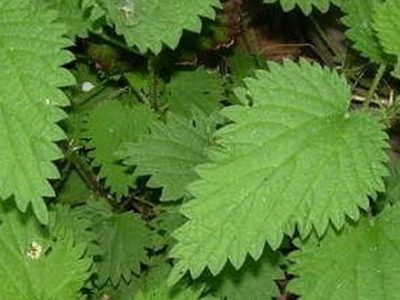 Stinging Nettle